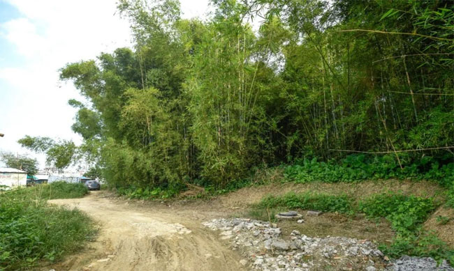 肇庆长湖村何氏